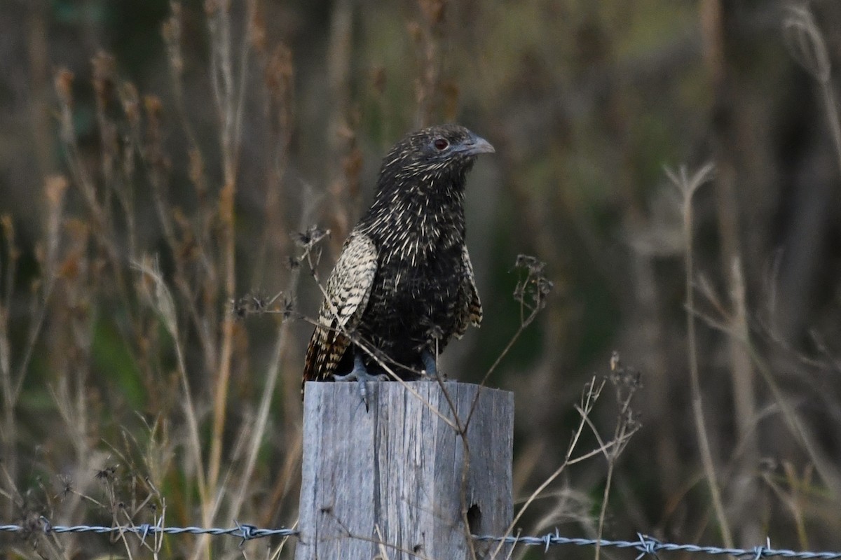 Pheasant Coucal - ML259620321