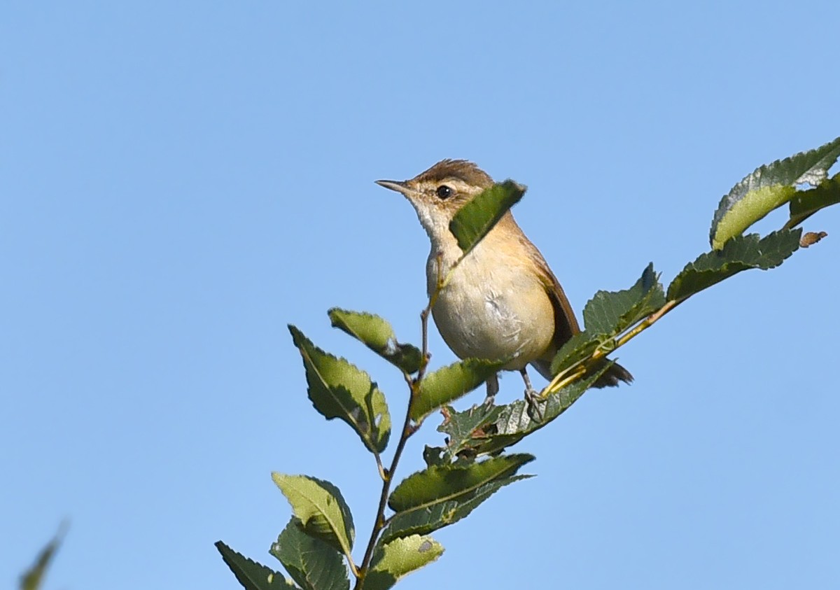 Paddyfield Warbler - ML259620941