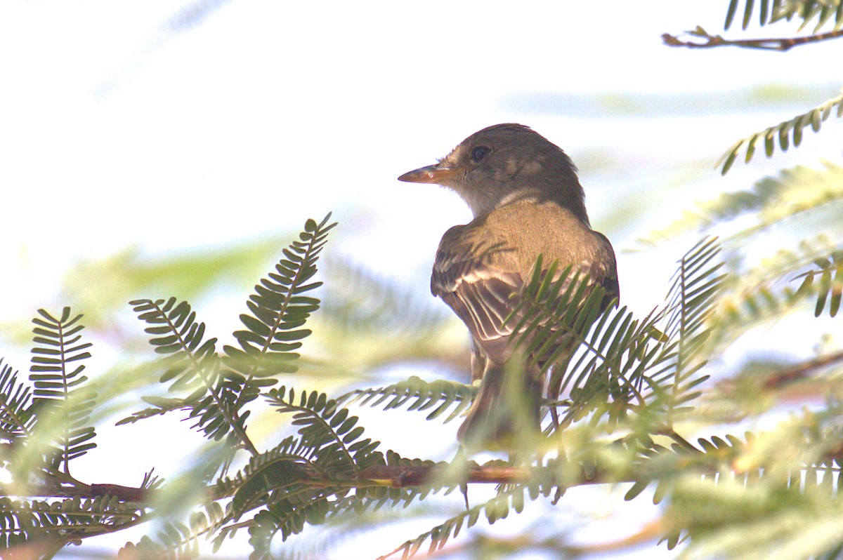 Willow Flycatcher - ML259621911