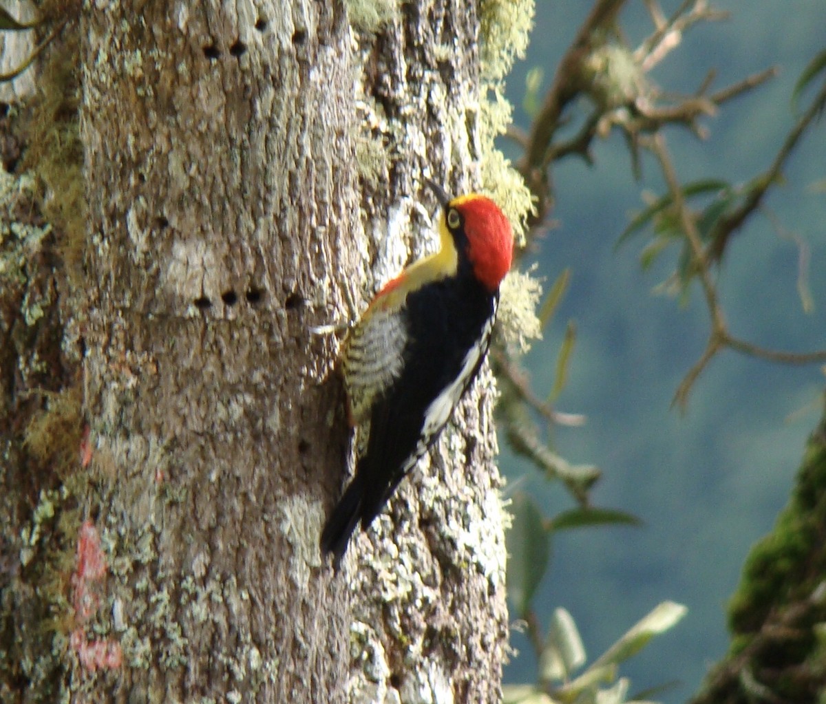 Carpintero Arcoiris - ML259623681