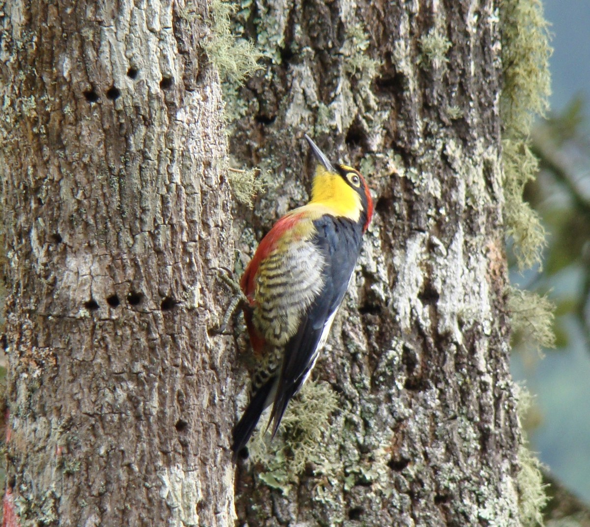 Yellow-fronted Woodpecker - Jean-Paul Boerekamps