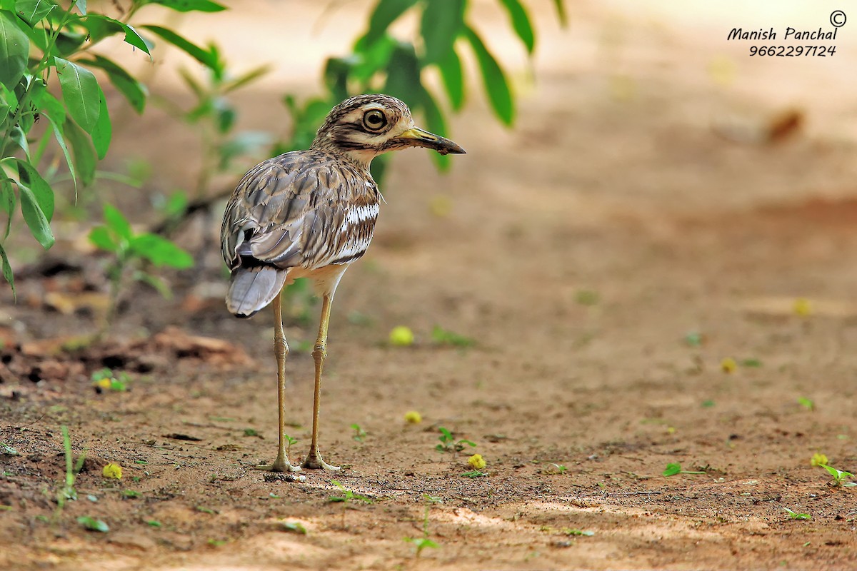 Indian Thick-knee - ML259624621