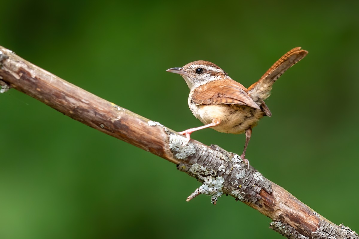 Carolina Wren - ML259626401