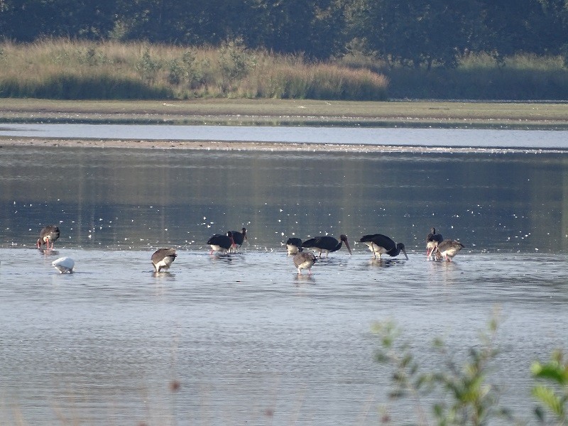 Black Stork - ML259629591