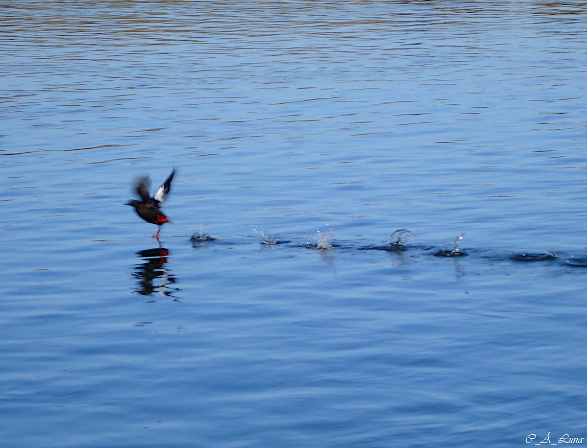 Pigeon Guillemot - ML259629831