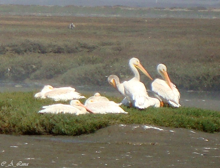 American White Pelican - Clara Álvarez Luna