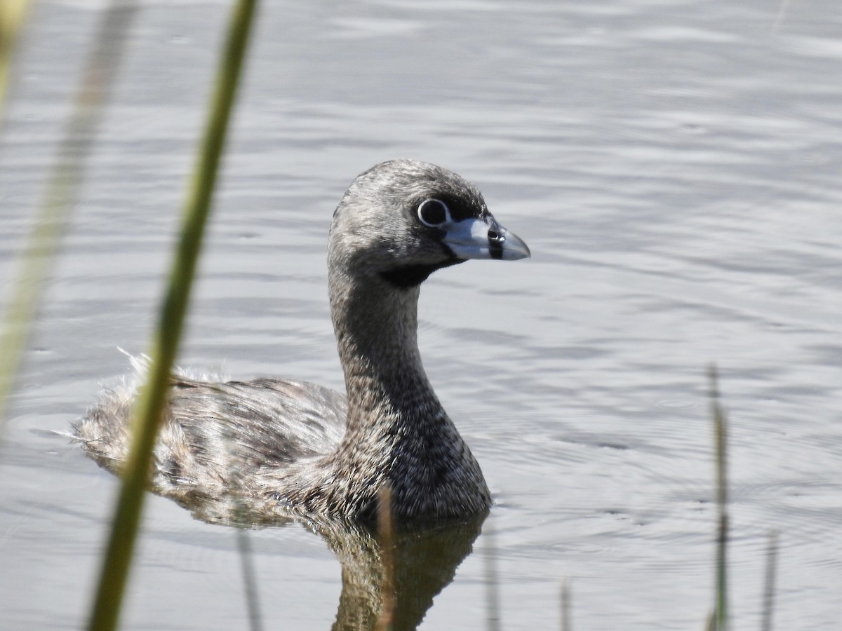 Pied-billed Grebe - Erika Gates