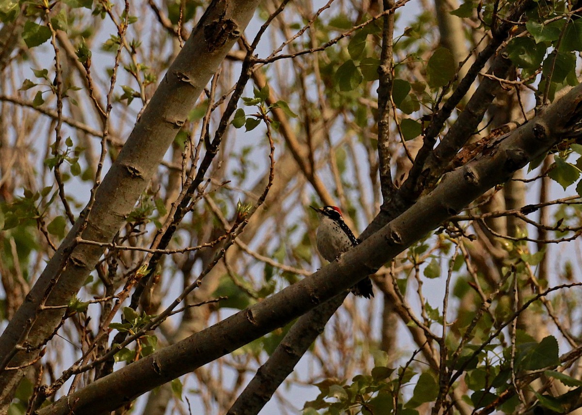 Downy Woodpecker - ML25963151