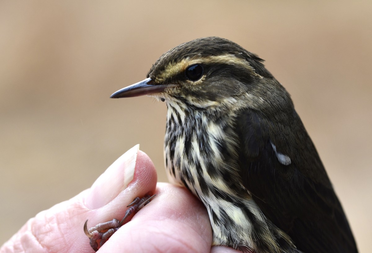 Northern Waterthrush - ML259632561