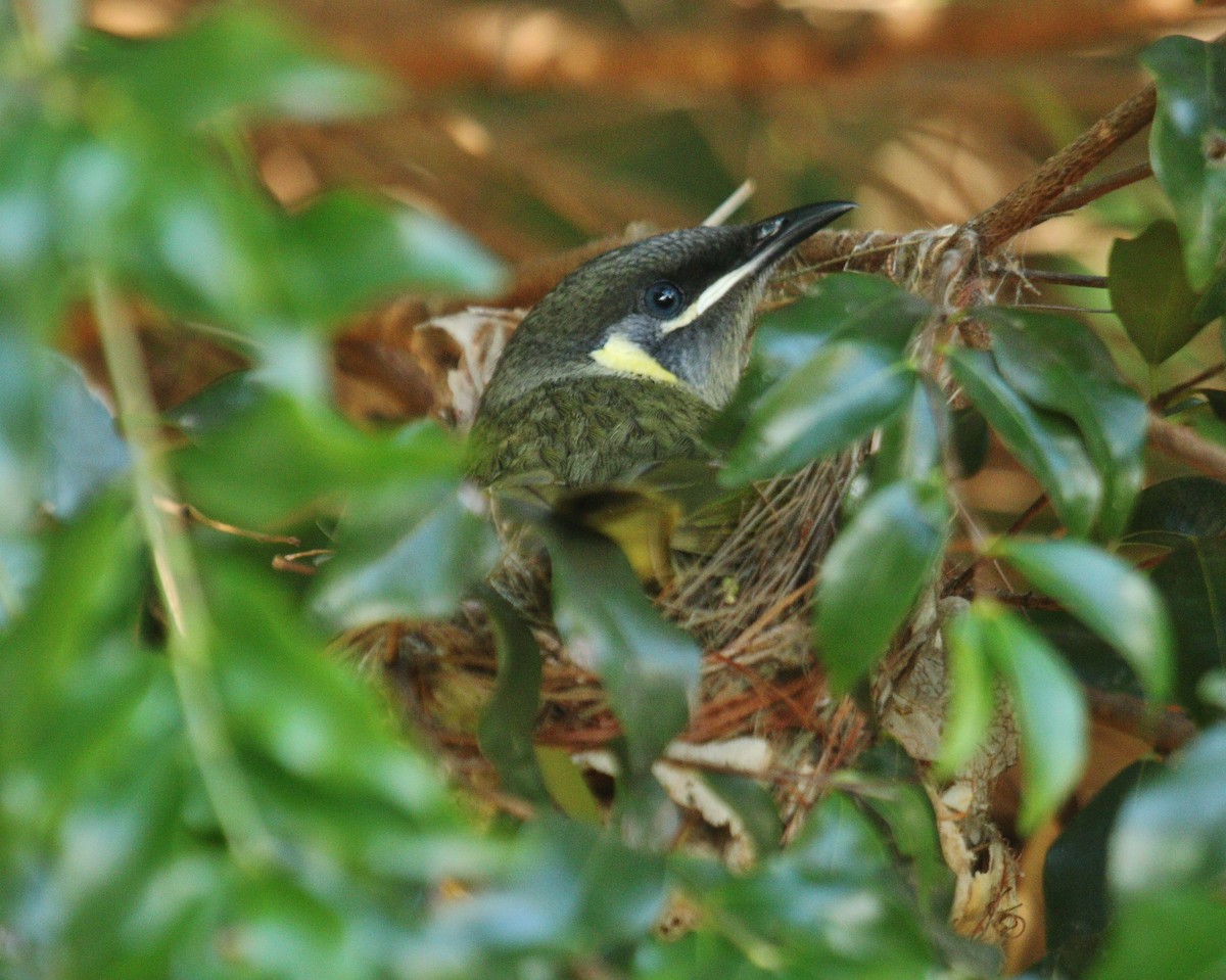 Lewin's Honeyeater - ML259633701