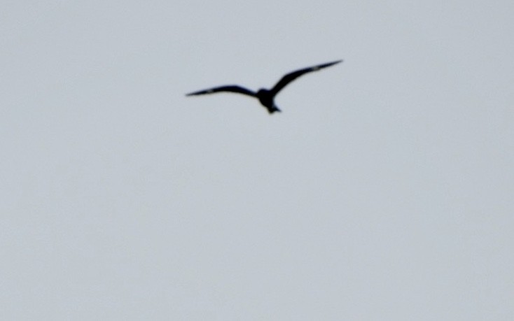 Common Nighthawk - Betsy MacMillan