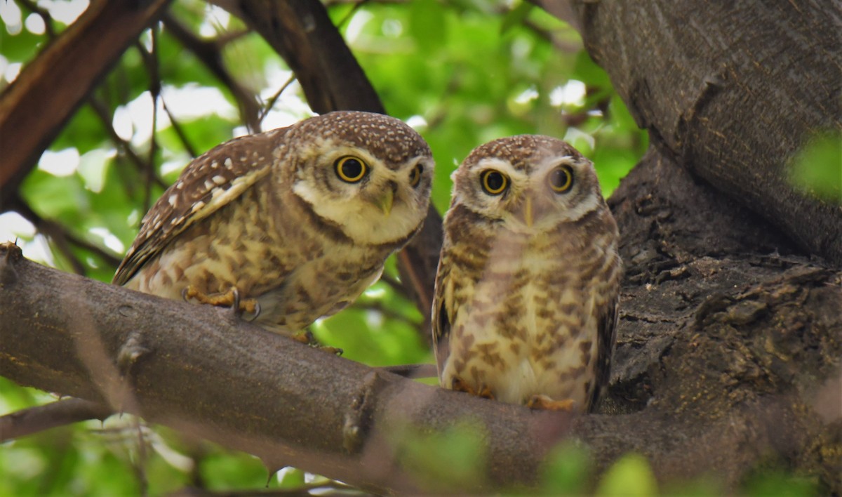 Spotted Owlet - ML259638491