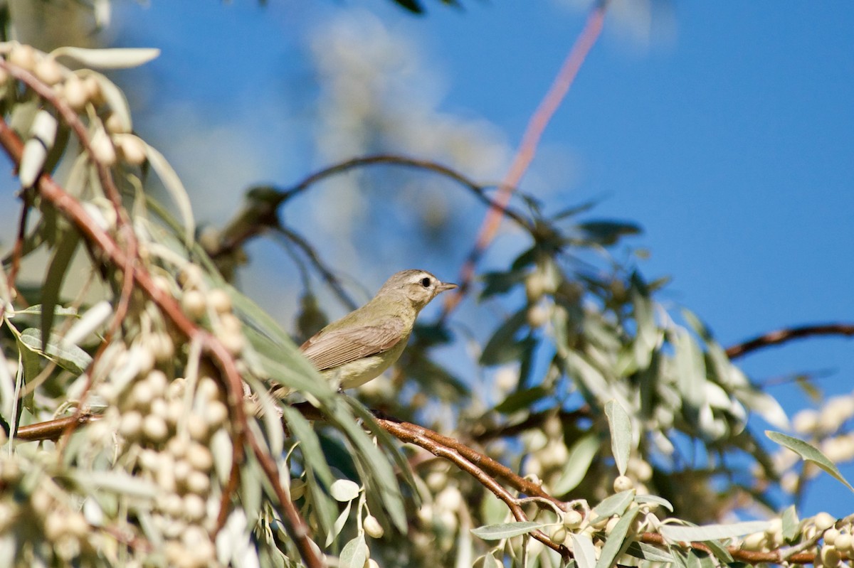 Warbling Vireo - ML259638651