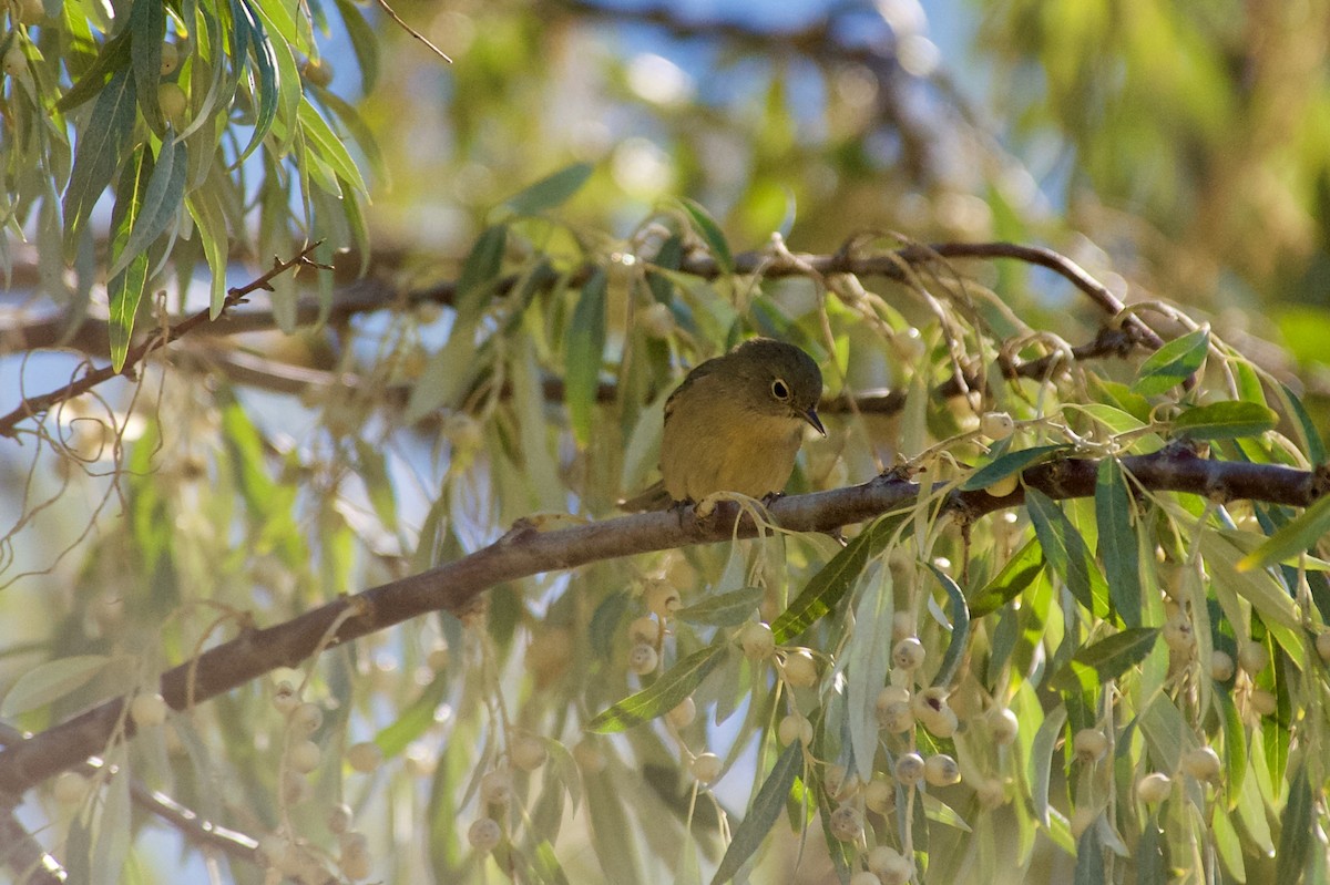 Virginia's Warbler - ML259638691