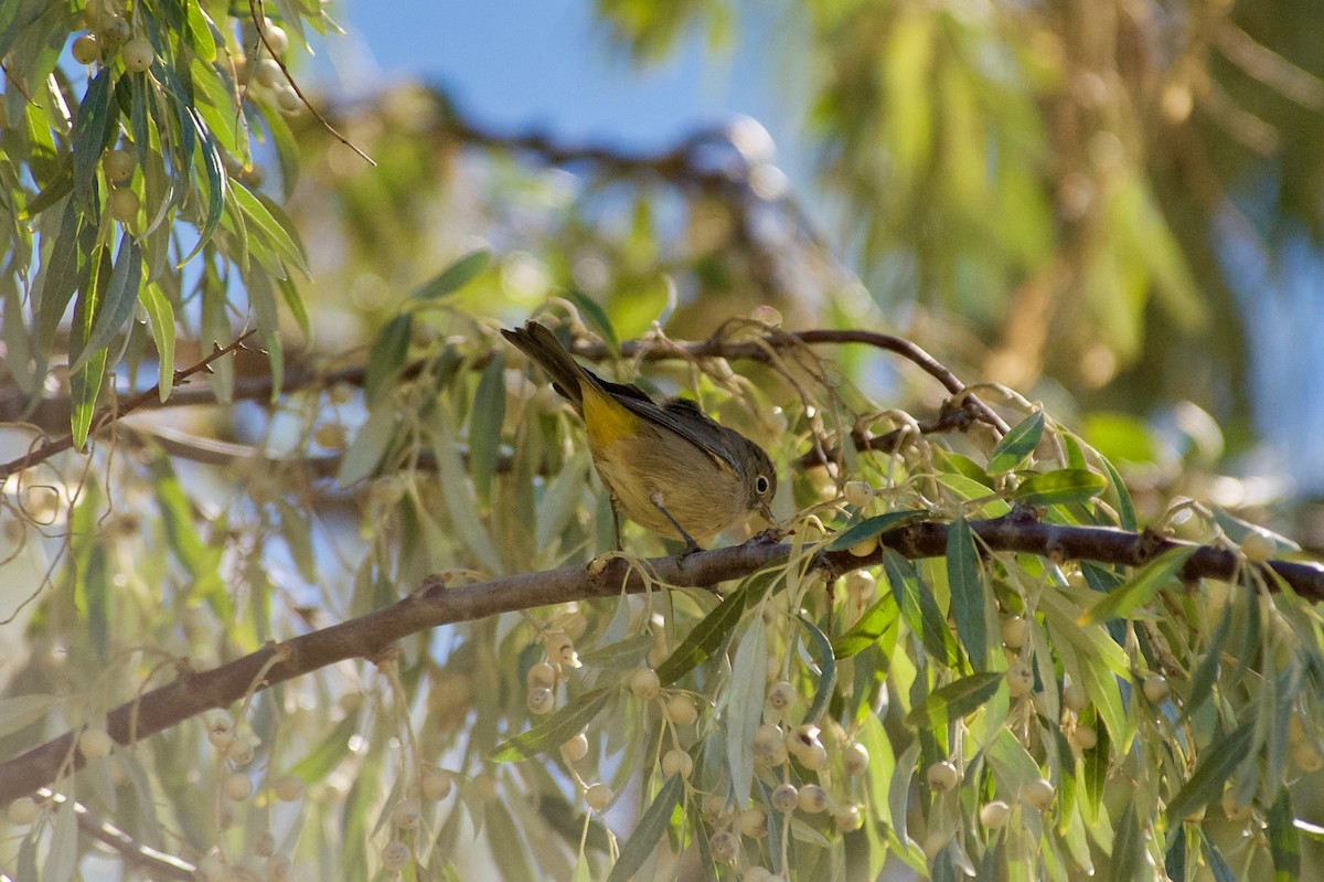 Virginia's Warbler - ML259638721