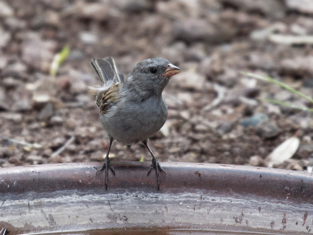 Black-chinned Sparrow - Dina Perry