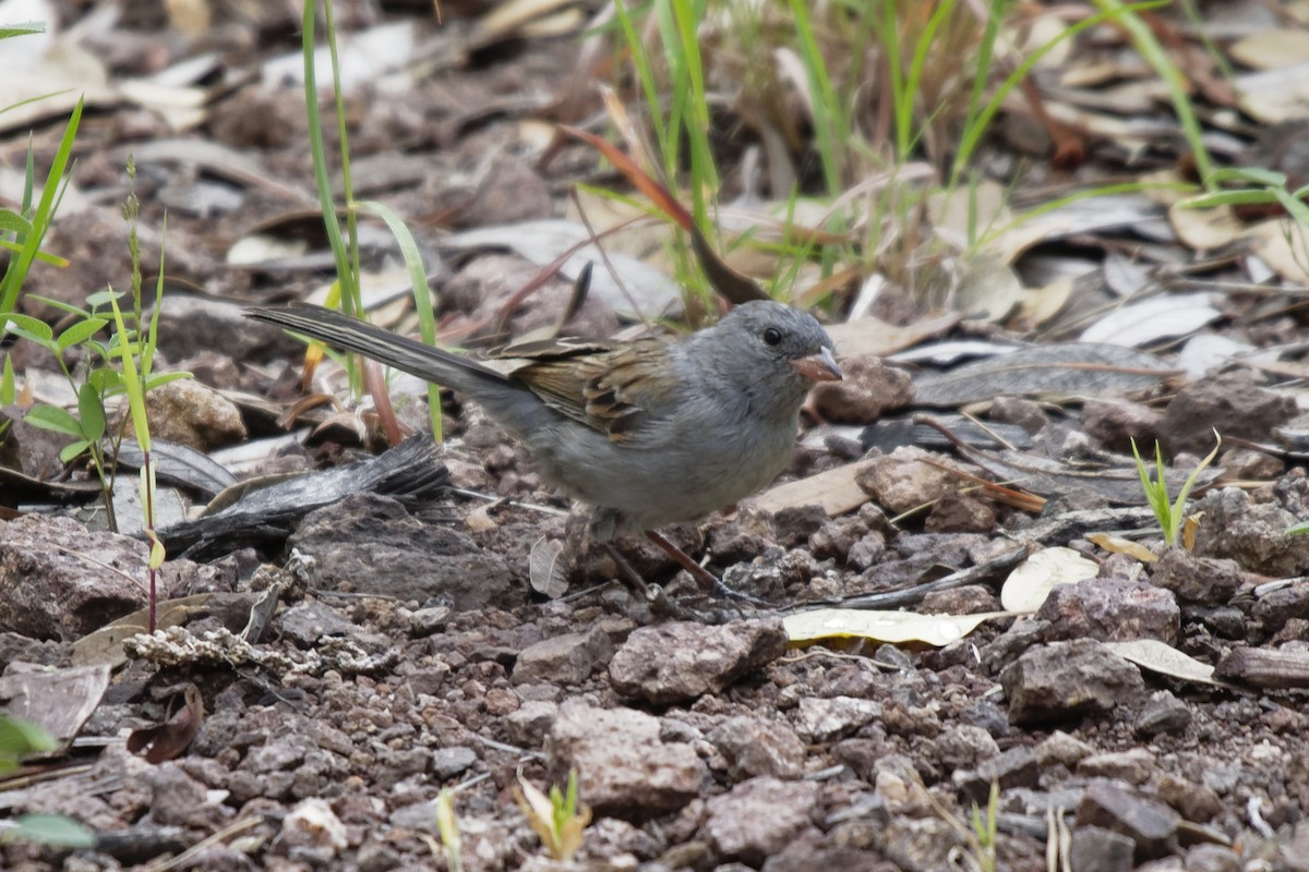 Black-chinned Sparrow - Dina Perry