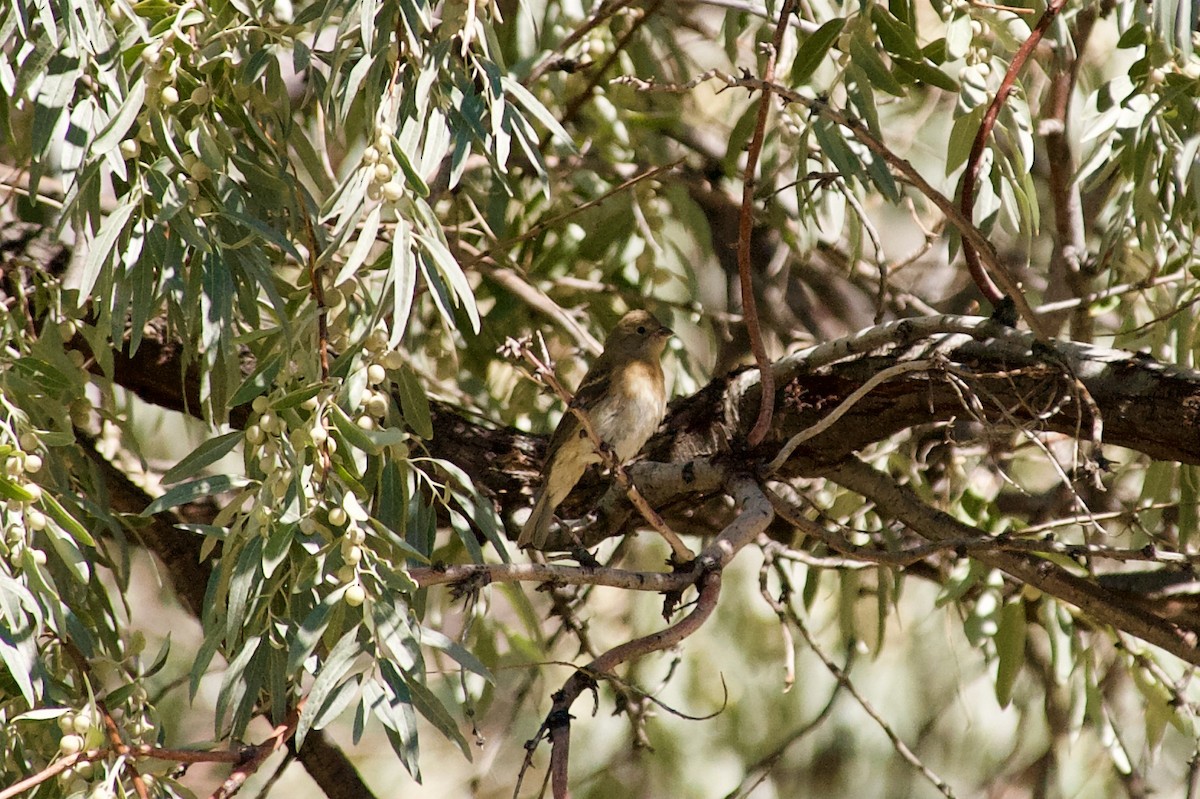 Lazuli Bunting - ML259638811