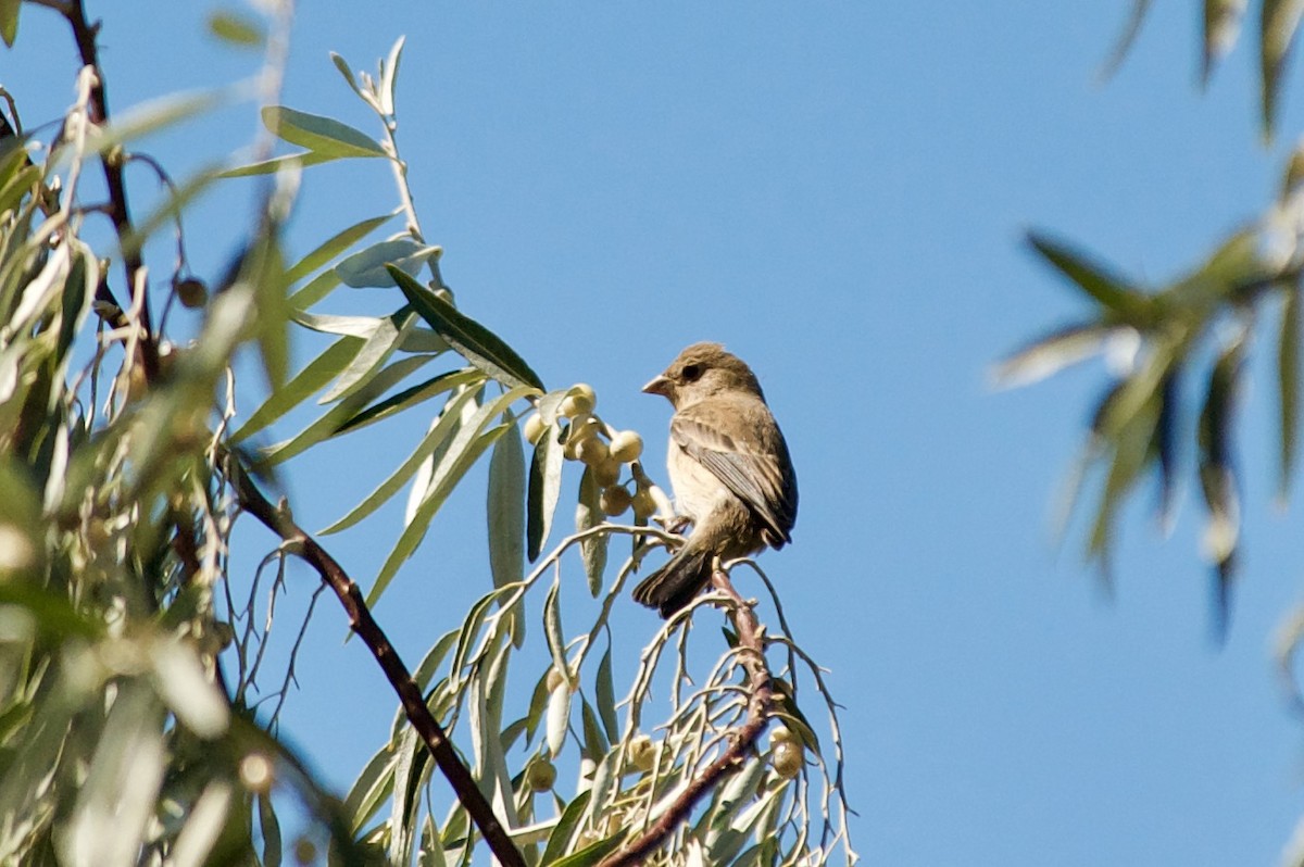 Lazuli Bunting - ML259638891