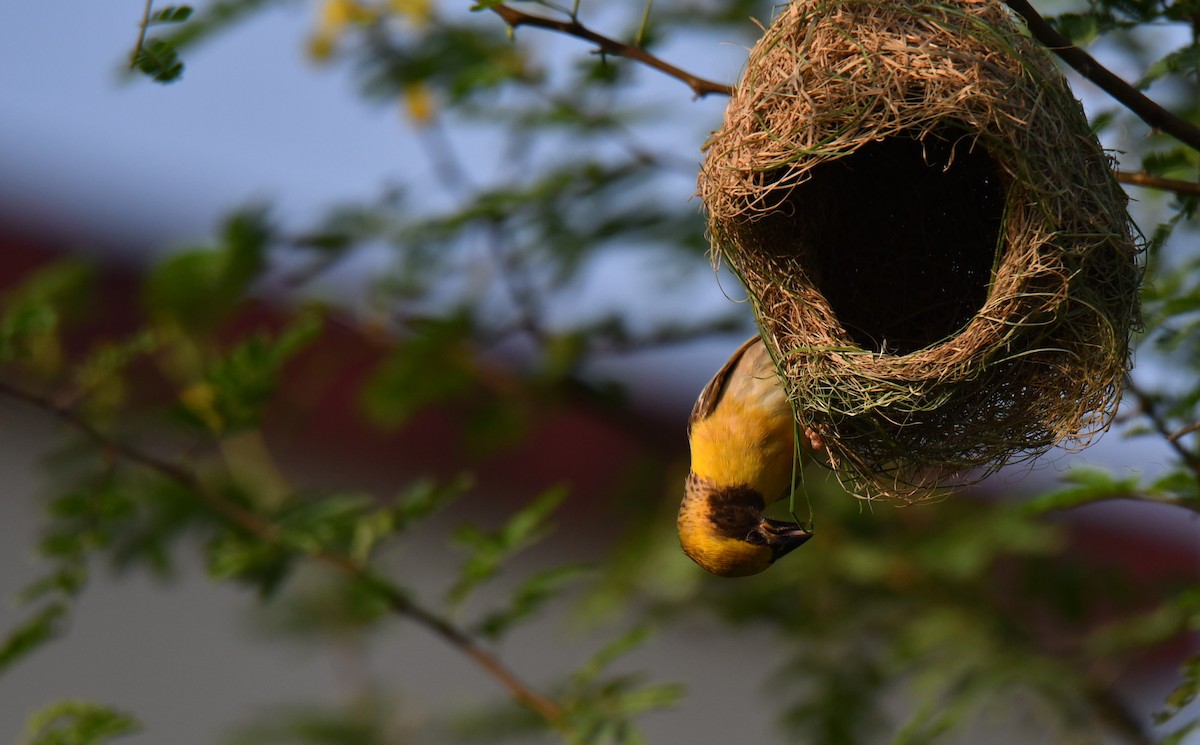 Baya Weaver - ML259639991