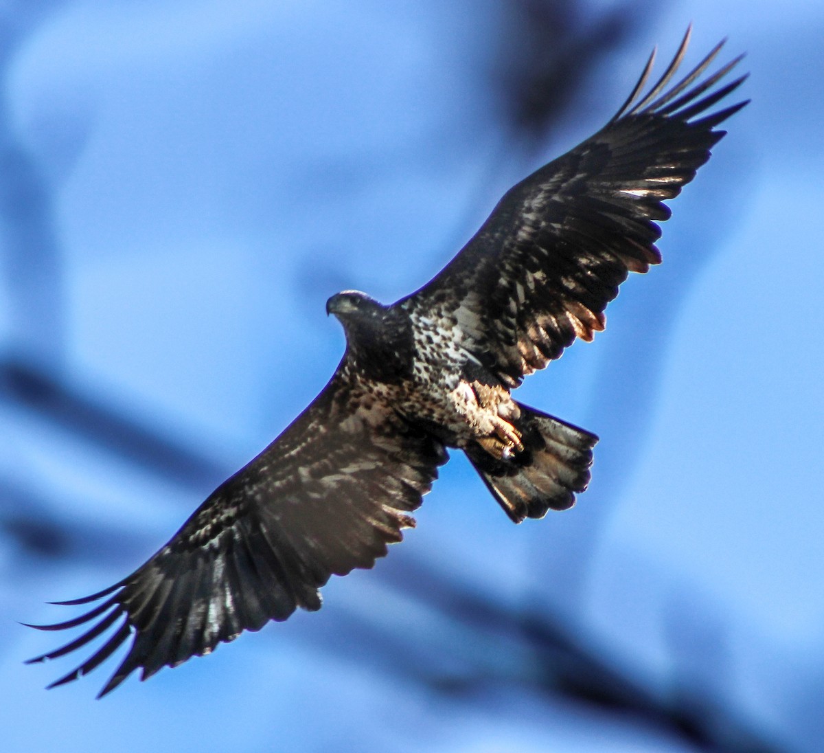 Bald Eagle - ML25964051