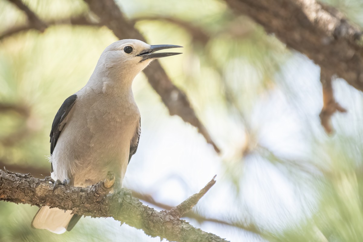 Clark's Nutcracker - ML259640841