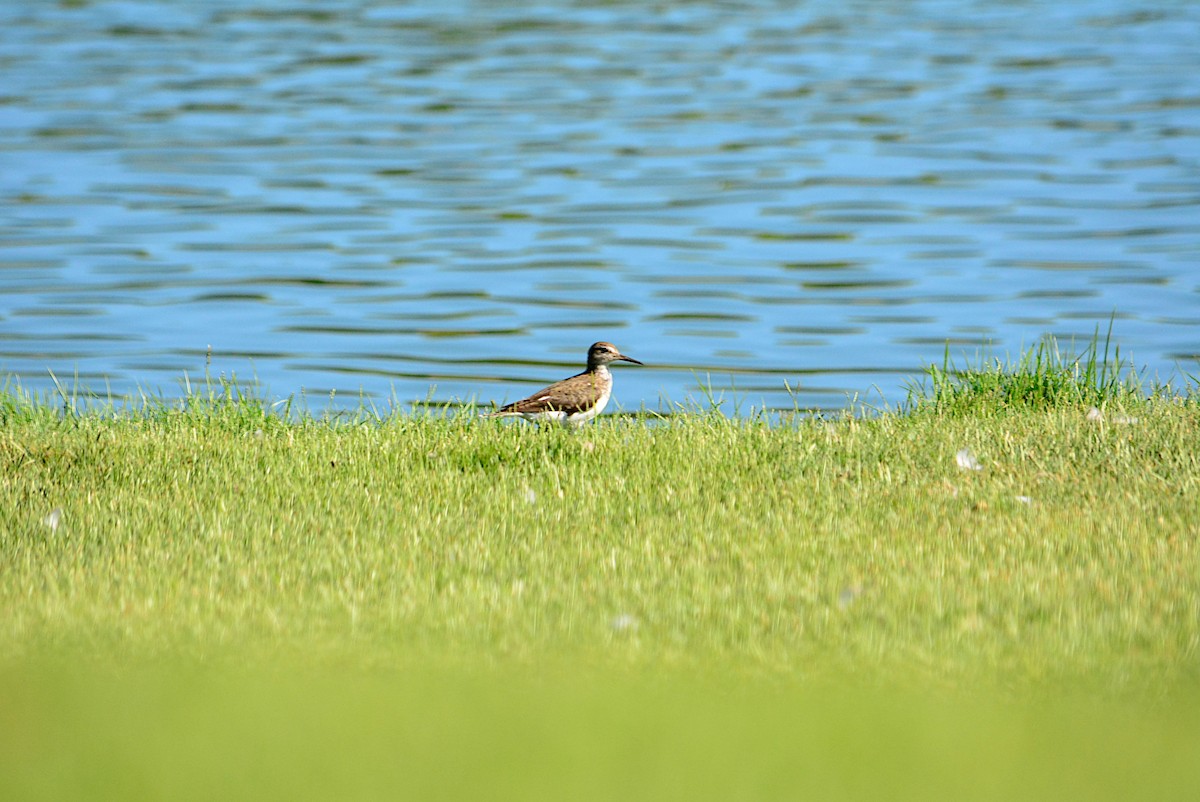 Green Sandpiper - Paulo Narciso