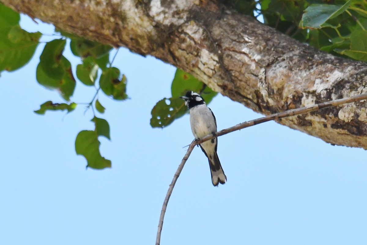 White-eared Monarch - Fumihiro SEMBA