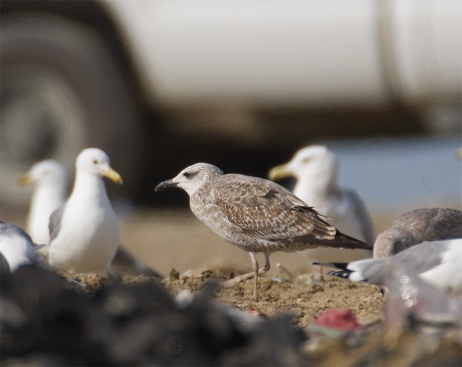 Lesser Black-backed Gull - ML25964171