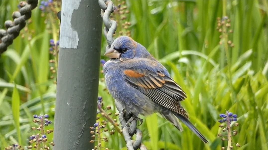 Blue Grosbeak - ML259642431