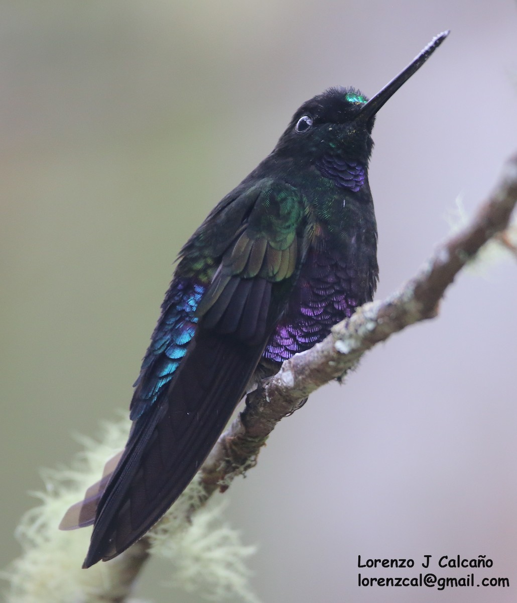 Blue-throated Starfrontlet - ML259642901