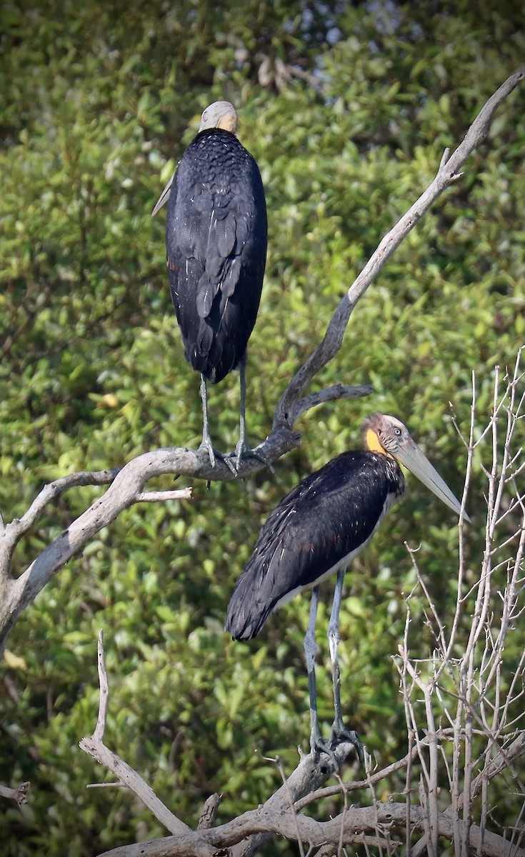 Lesser Adjutant - ML259643651