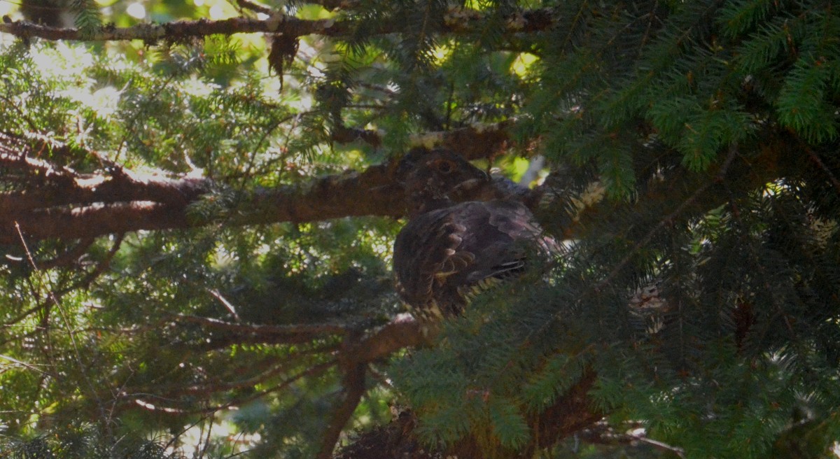 Sooty Grouse - ML259643881