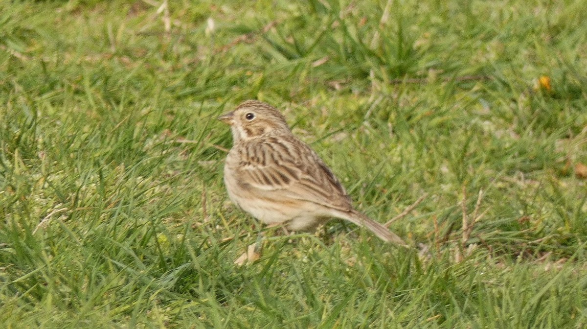 Vesper Sparrow - ML259644621