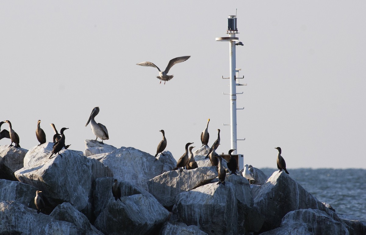 Brown Pelican - ML259644801