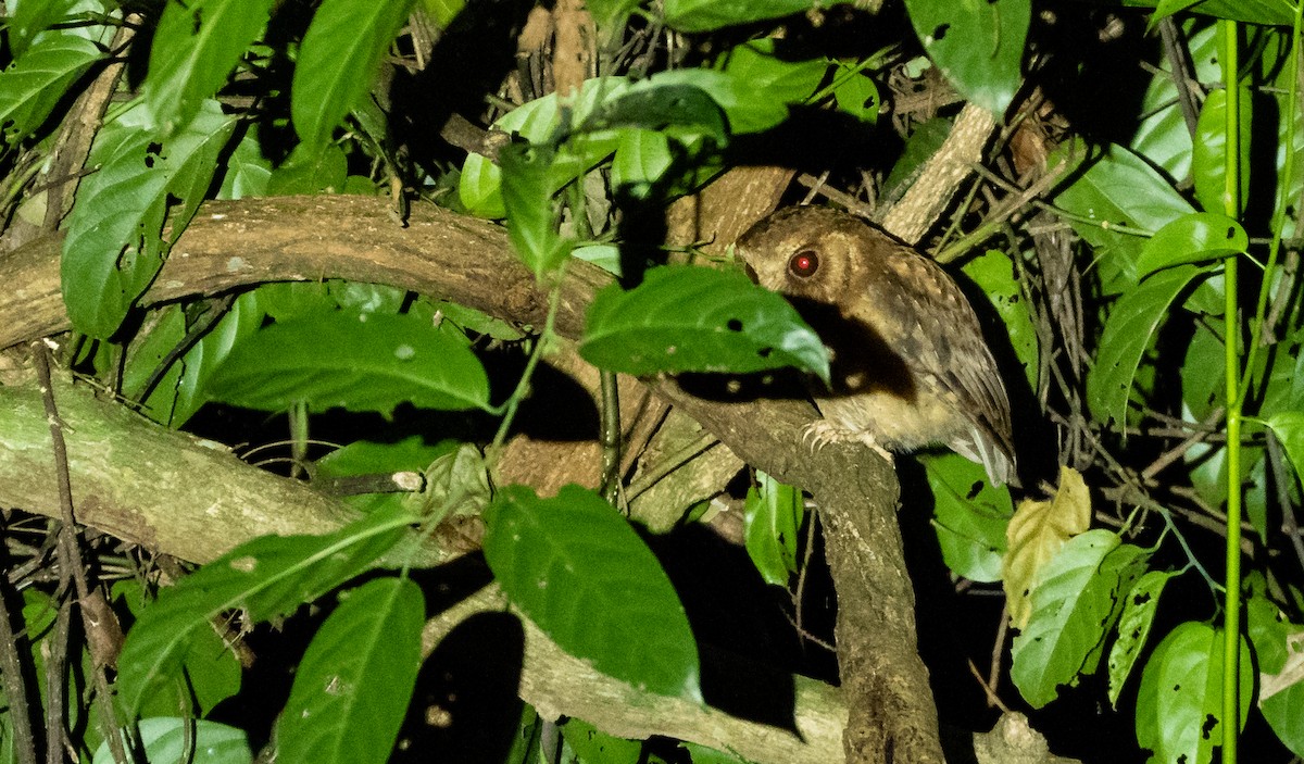 Reddish Scops-Owl - ML259647101