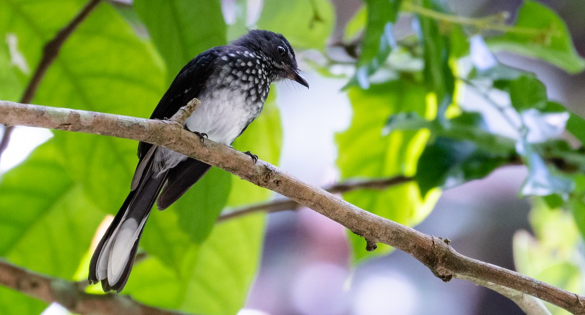 Spotted Fantail - Wilbur Goh