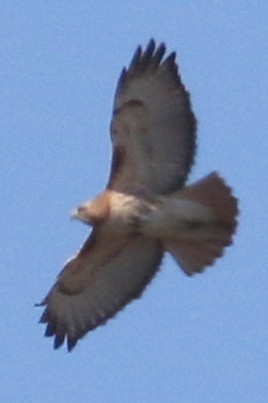 Red-tailed Hawk - ML25965091