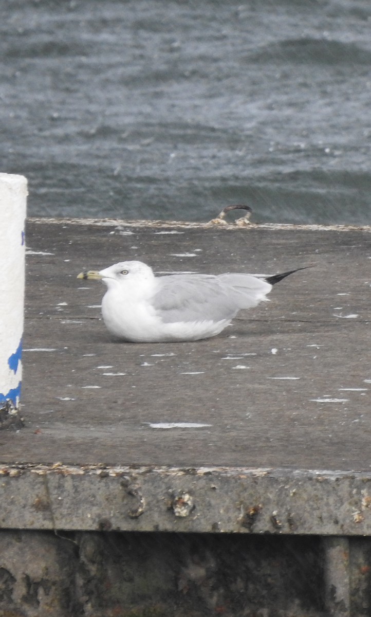 Ring-billed Gull - ML259652301