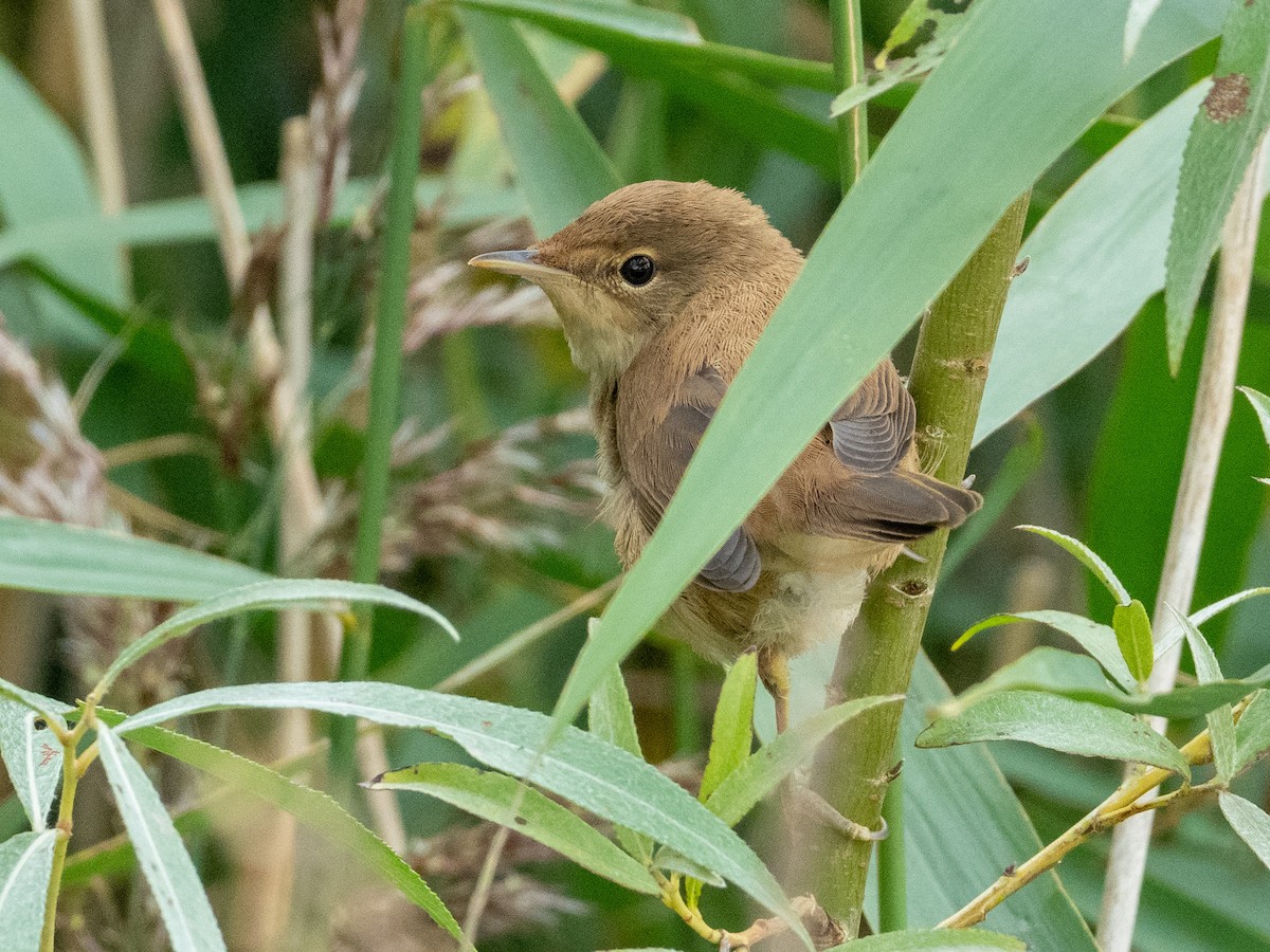 Common Reed Warbler - ML259653171
