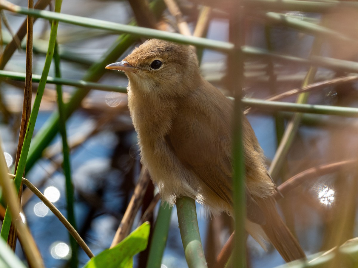Common Reed Warbler - ML259653251