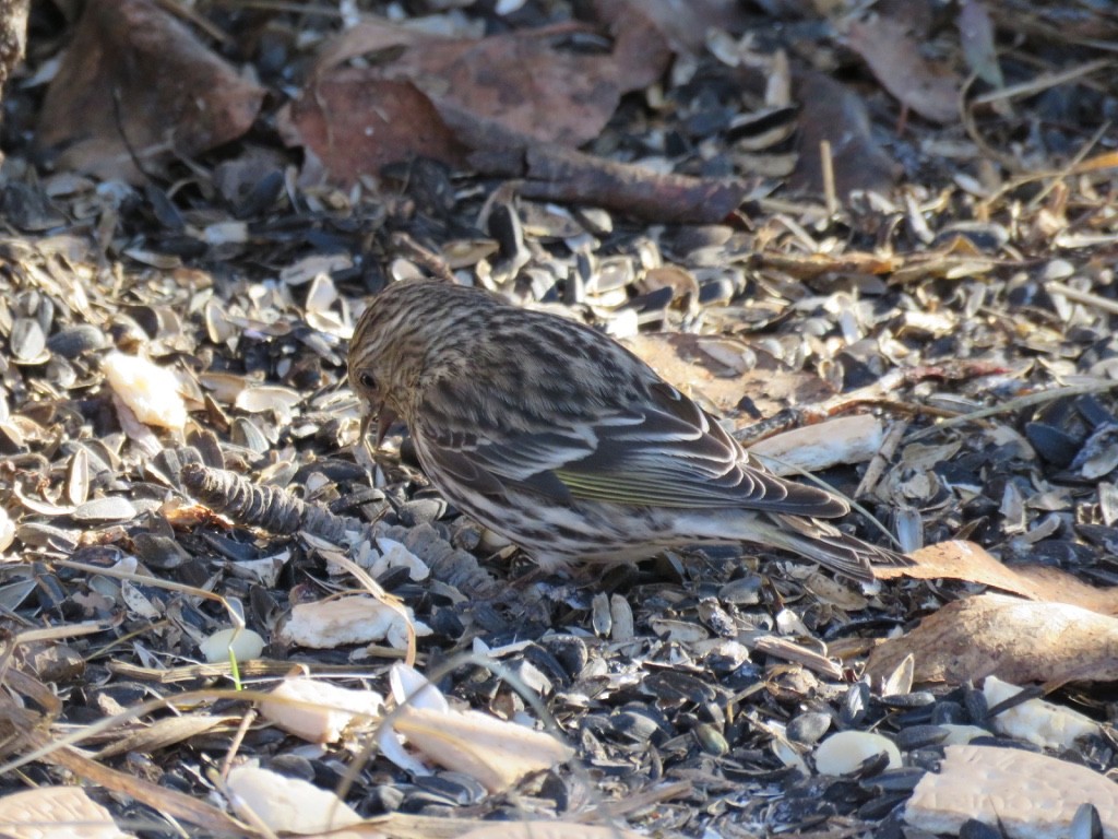 Pine Siskin - ML25965391