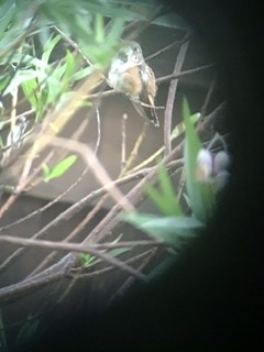 Rufous Hummingbird - ML259654391