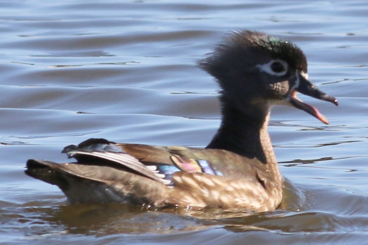 Canard branchu - ML25965491