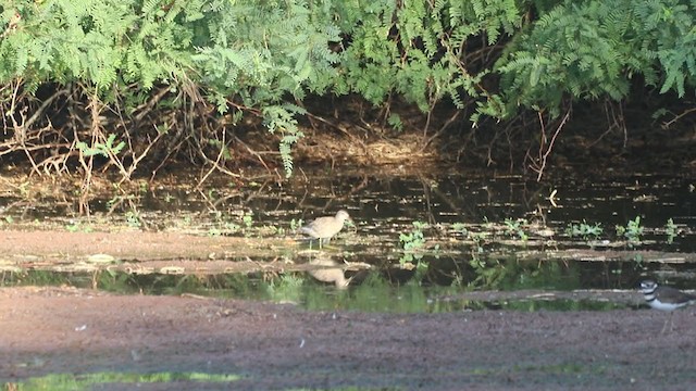 Short-billed Dowitcher - ML259655211