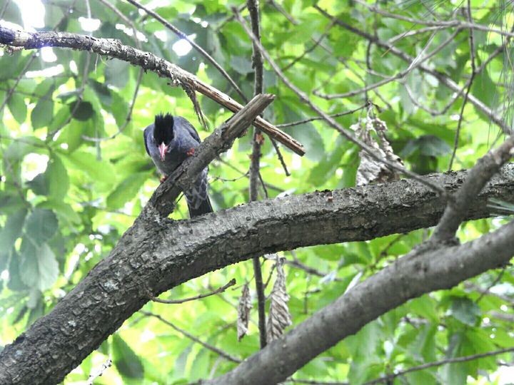 Bulbul Negro - ML259655951