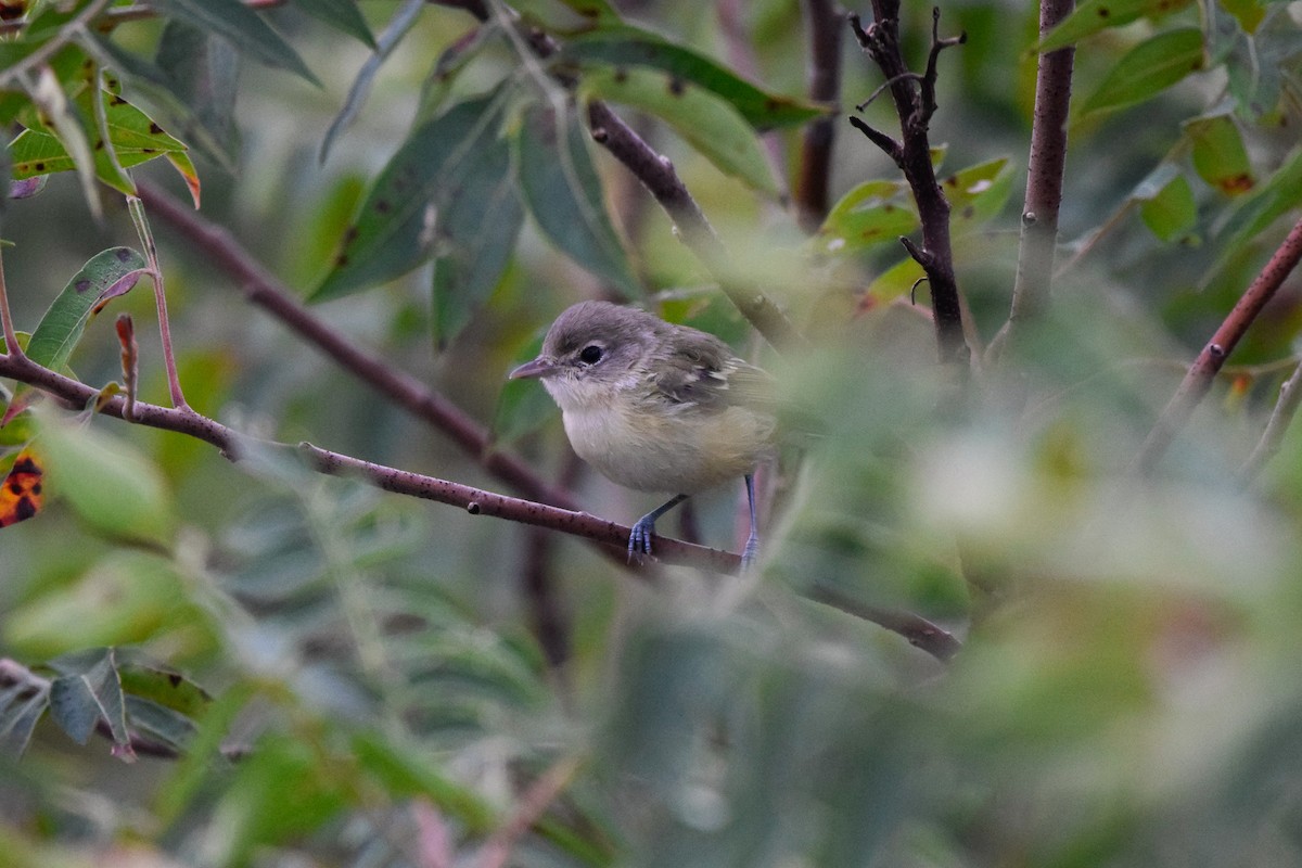 krattvireo - ML259656151