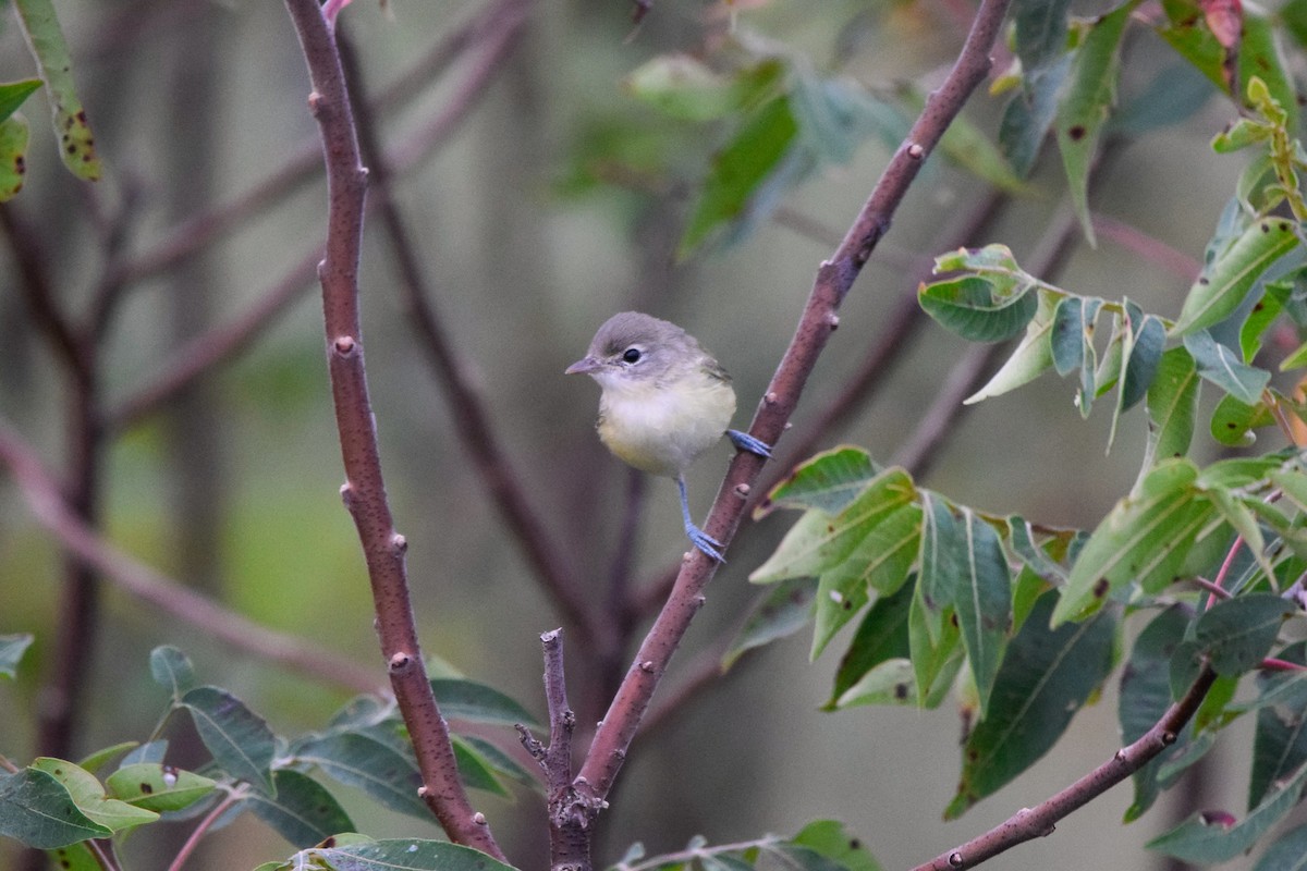 krattvireo - ML259656161