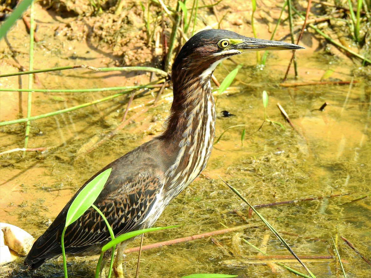 Green Heron - ML259656791