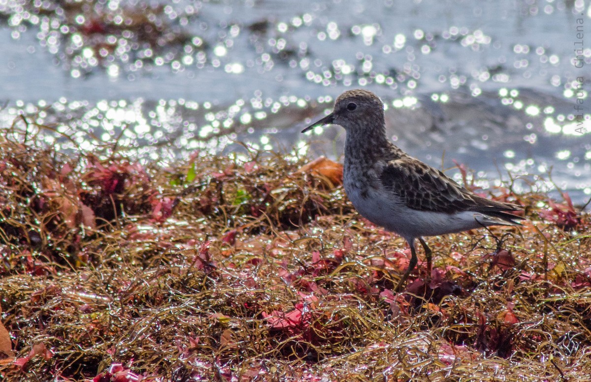 Least Sandpiper - ML259657501